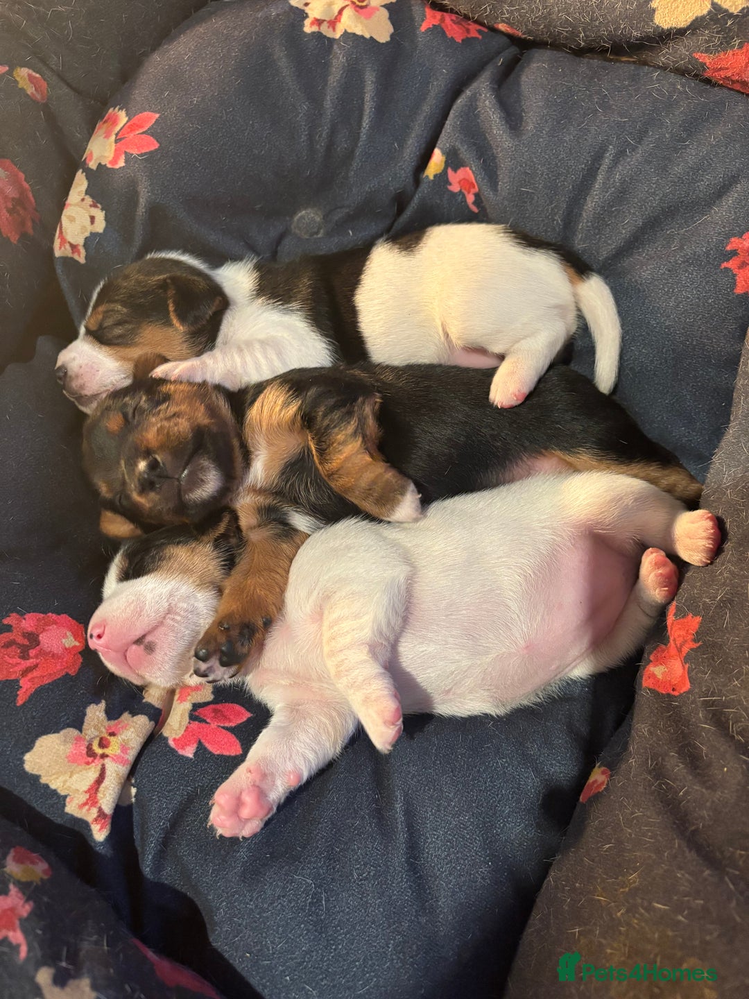 Jack Russell dogs for sale: Jack Russell terrier Pups!  - Advert 3