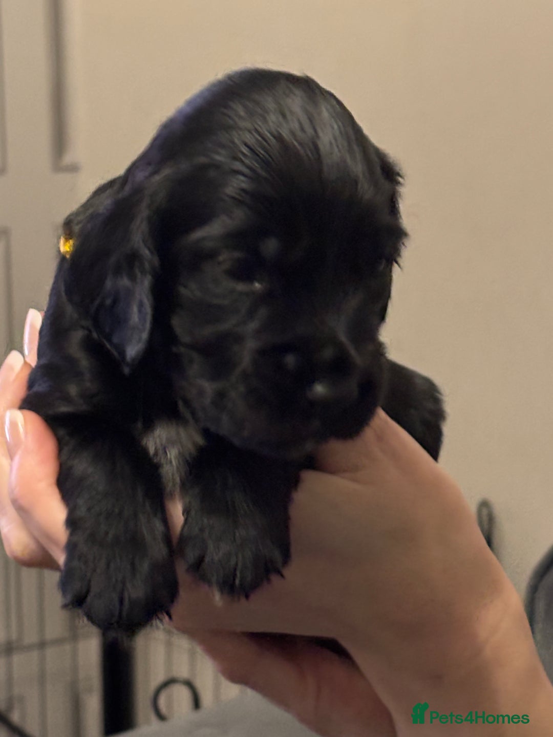 Sprocker dogs for sale: Sprocker puppies - Advert 4