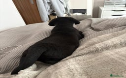 Labrador Retriever dogs for sale: Chunky black little man ready now  - Image 5
