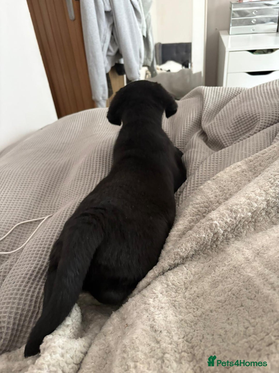 Labrador Retriever dogs for sale: Chunky black little man ready now  - Image 5