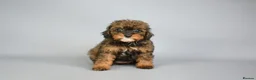 Cavapoo dogs for sale: Cavapoo puppies for sale  - Advert 23