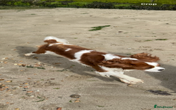 Cavalier King Charles Spaniel dogs for sale: Health tested proven stud - Image 1