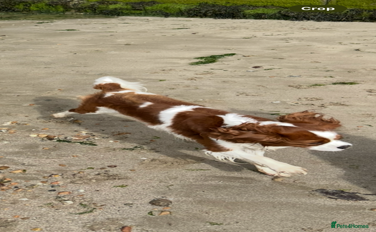 Cavalier King Charles Spaniel dogs - Advert 5