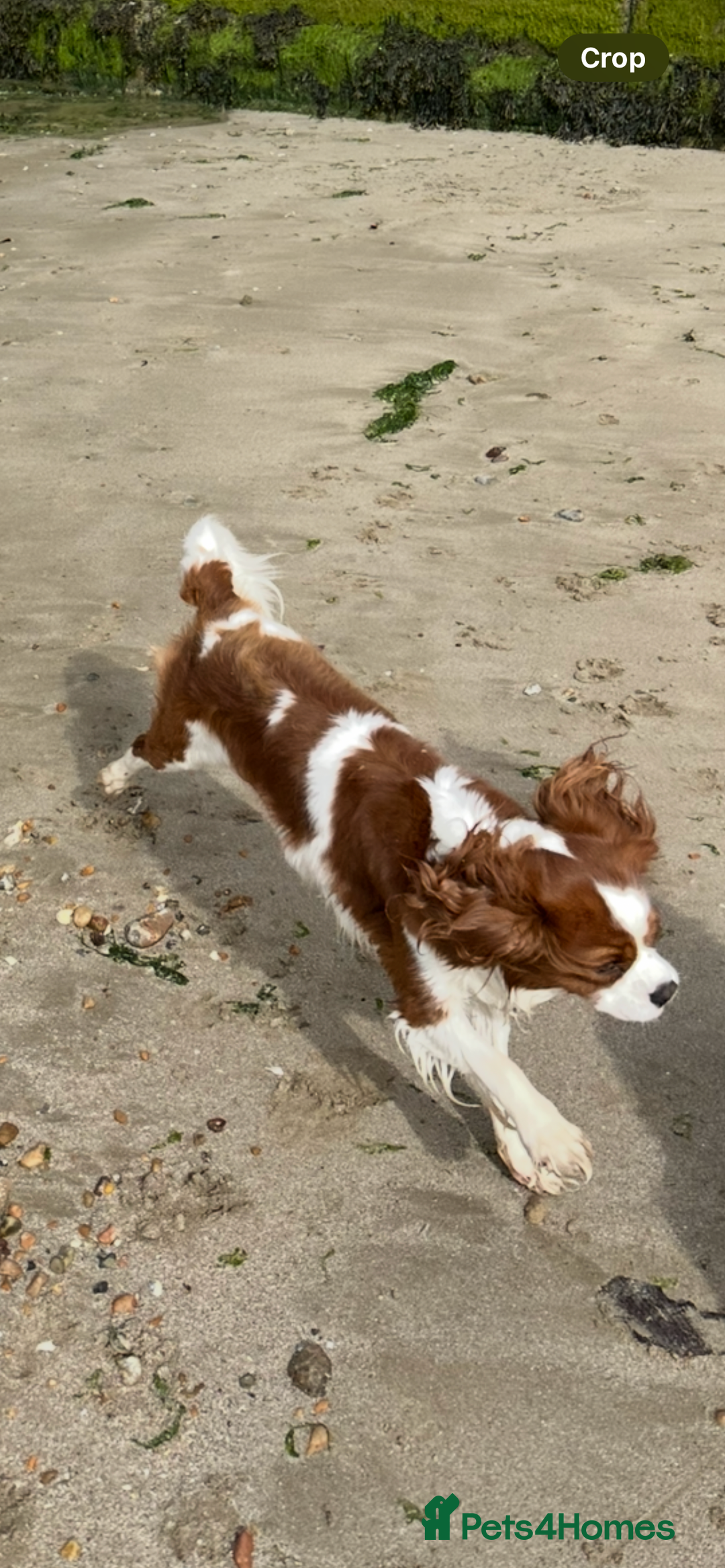Cavalier King Charles Spaniel dogs for sale: Health tested proven stud - Image 1