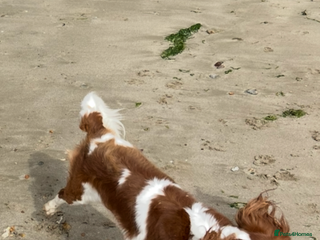 Cavalier King Charles Spaniel dogs for sale - Advert 1