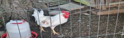 Chickens poultry for sale: 3 x Cockerels  - Advert 3