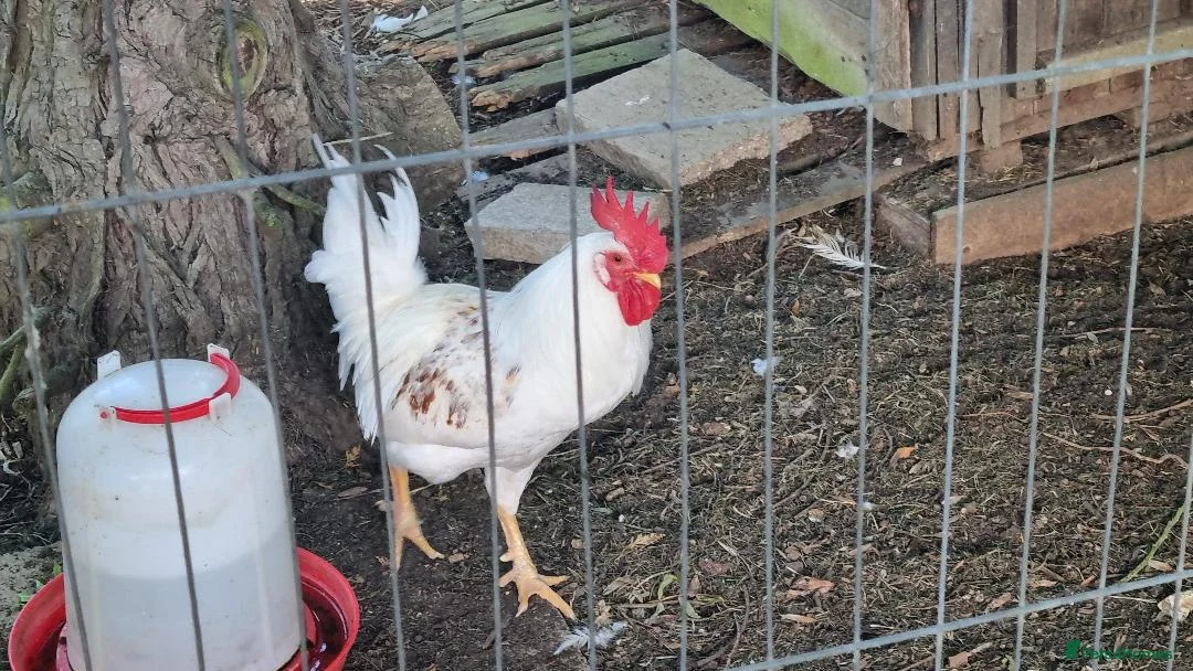Chickens poultry for sale: 3 x Cockerels  - Advert 3