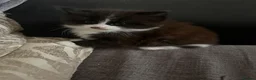 British Longhair cats for sale: Beautiful British long hair - Advert 5