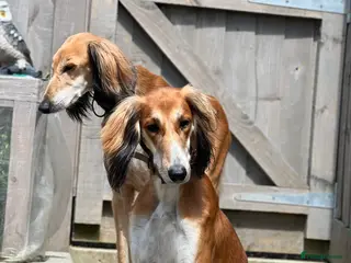 Saluki dogs Male saluki - Advert 6