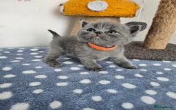 British Shorthair cats for sale: Gccf British Shorthair kittens  - Image 6