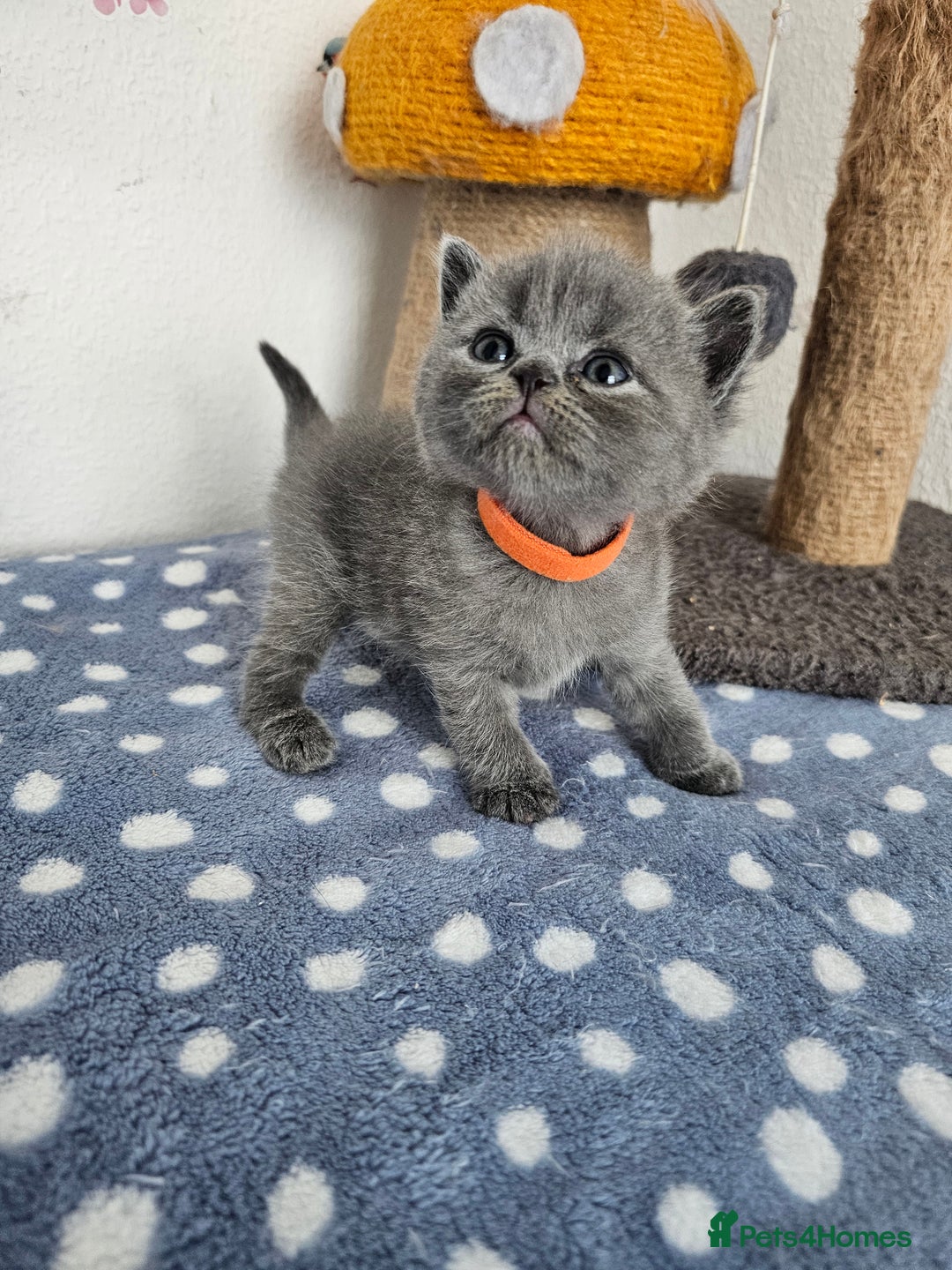 British Shorthair cats for sale: Gccf British Shorthair kittens  - Image 6