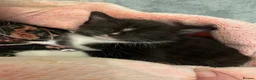 Mixed Breed cats for sale: 2 adorable kittens for sale  - Advert 12