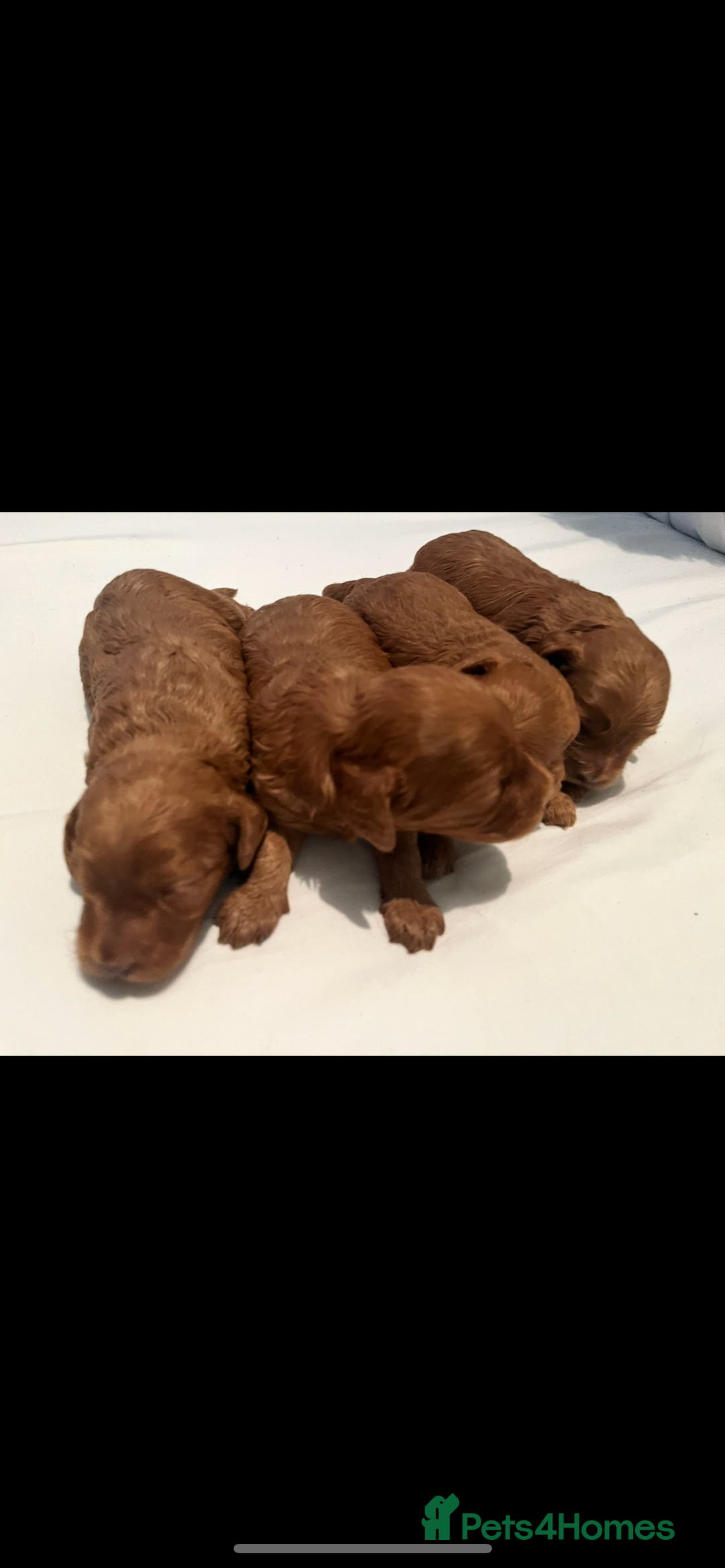 Cockapoo dogs for sale: CockapooS red toy  size show type  - Image 8