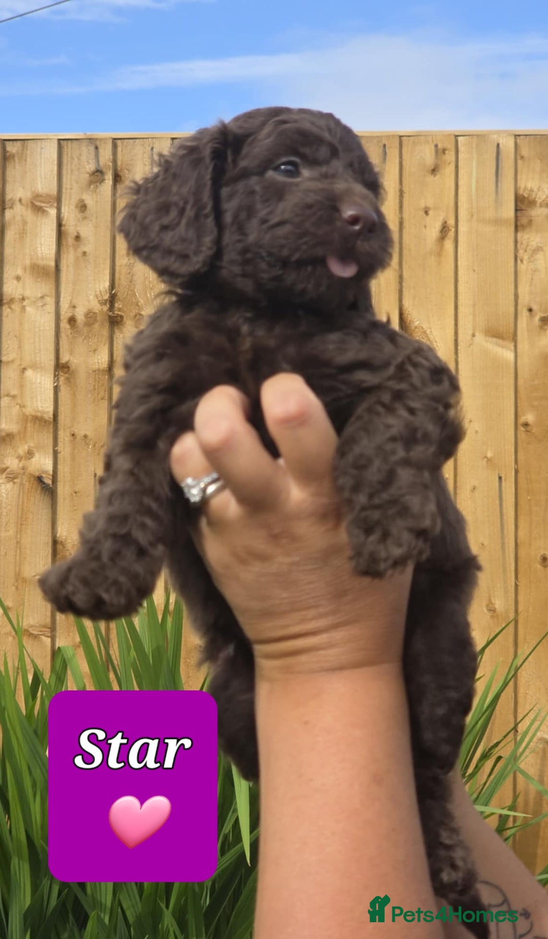 Sproodle dogs for sale: Gorgeous Chocolate Sproodle Puppies - Image 5