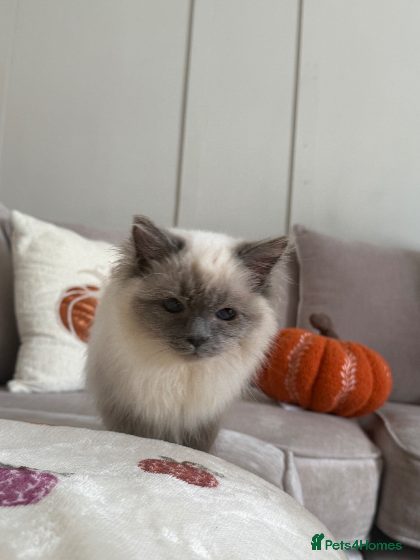Ragdoll cats Ragdoll kitten for rehoming  - Advert 1