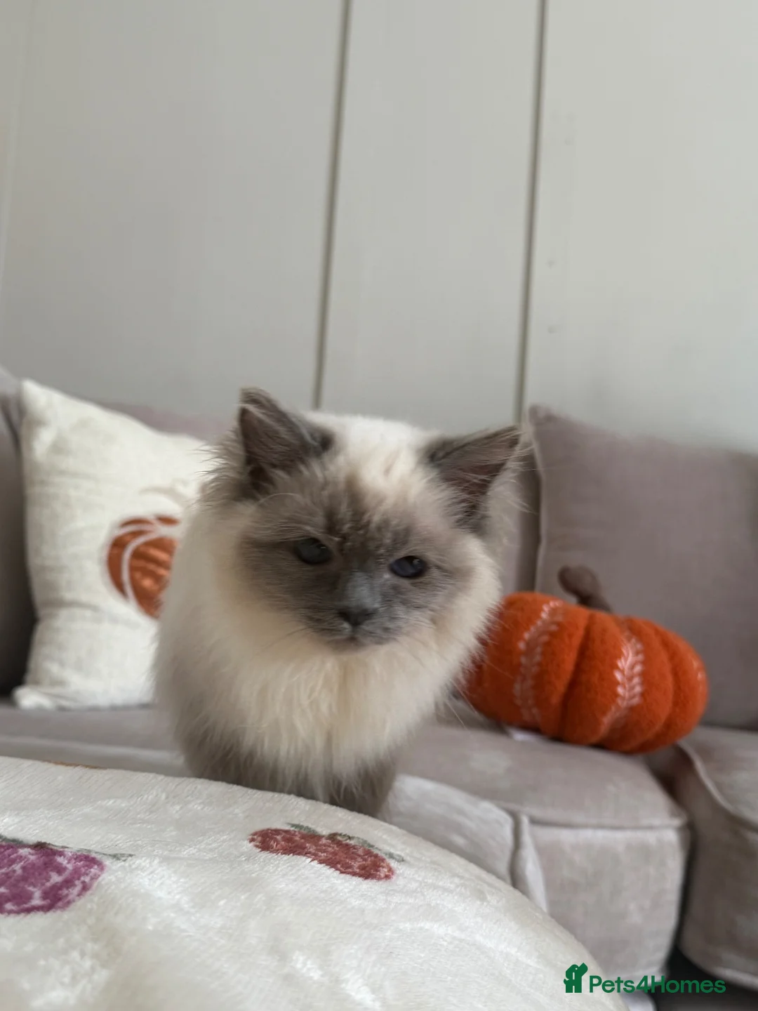 Ragdoll cats for sale: Ragdoll kitten for rehoming  - Advert 1