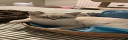 British Shorthair cats for sale: British short hair kitten  - Advert 7