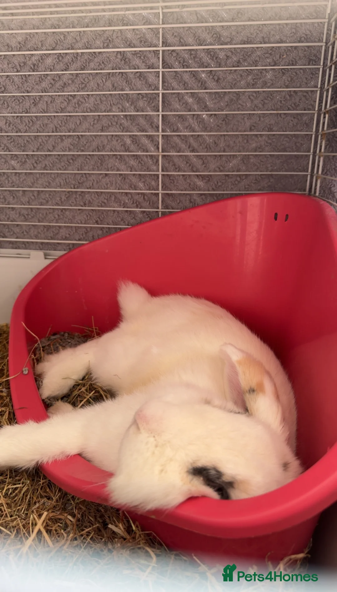 Lionhead rabbits for sale: Beautiful Lionhead Lop Male Rabbit in Chatham - Advert 4