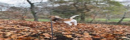 Beagle dogs for stud: KC Registered Beagle for Stud - Advert 12