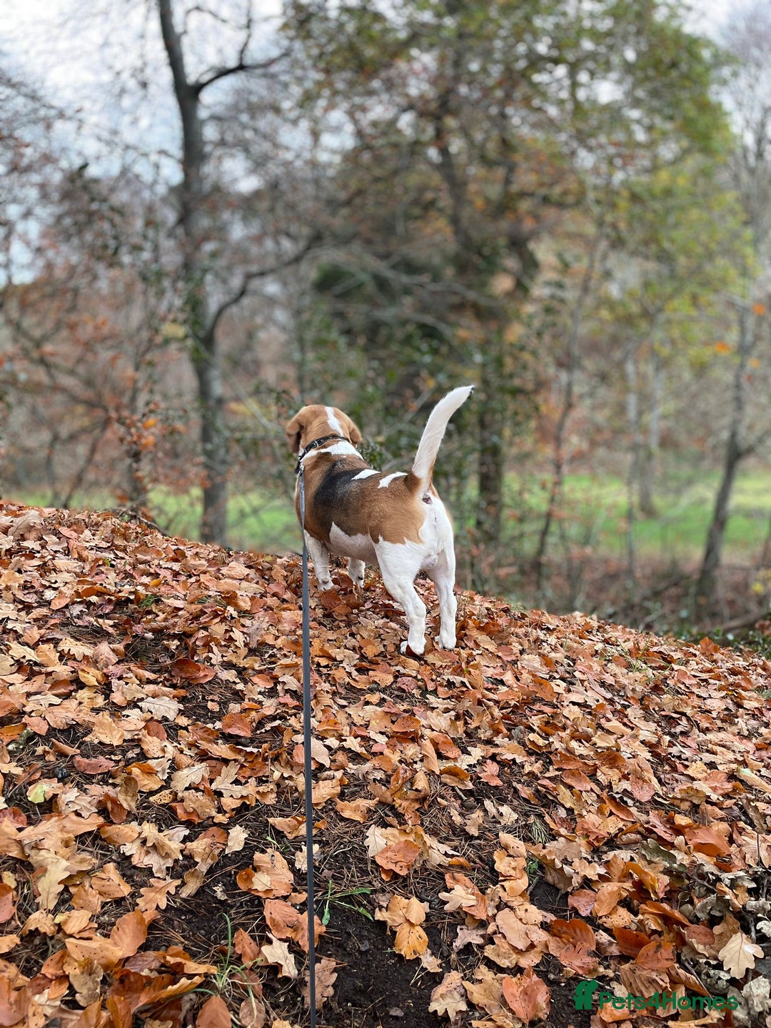 Beagle dogs for stud: KC Registered Beagle for Stud - Advert 12