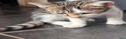 Mixed Breed cats for sale: Kittens  - Advert 6