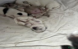 Mixed Breed dogs for sale: Adorable bitch 6 months old Pomsky  - Image 8
