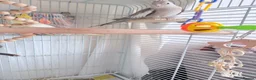 Cockatiels birds for sale: Pair of cockatiels  in Hartlepool - Advert 2