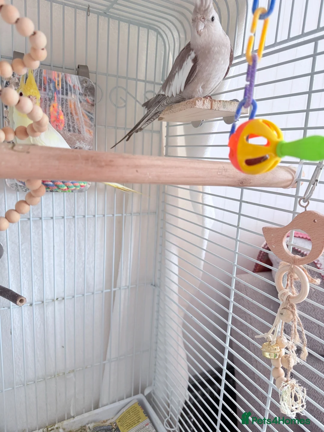 Cockatiels birds for sale: Pair of cockatiels  in Hartlepool - Advert 2