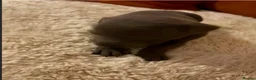 Staffordshire Bull Terrier dogs for sale: Blue Staffordshire Bull Terriers  - Advert 4