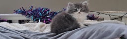 Ragdoll cats for sale: 2 ragdoll cross persian kittens - Advert 18