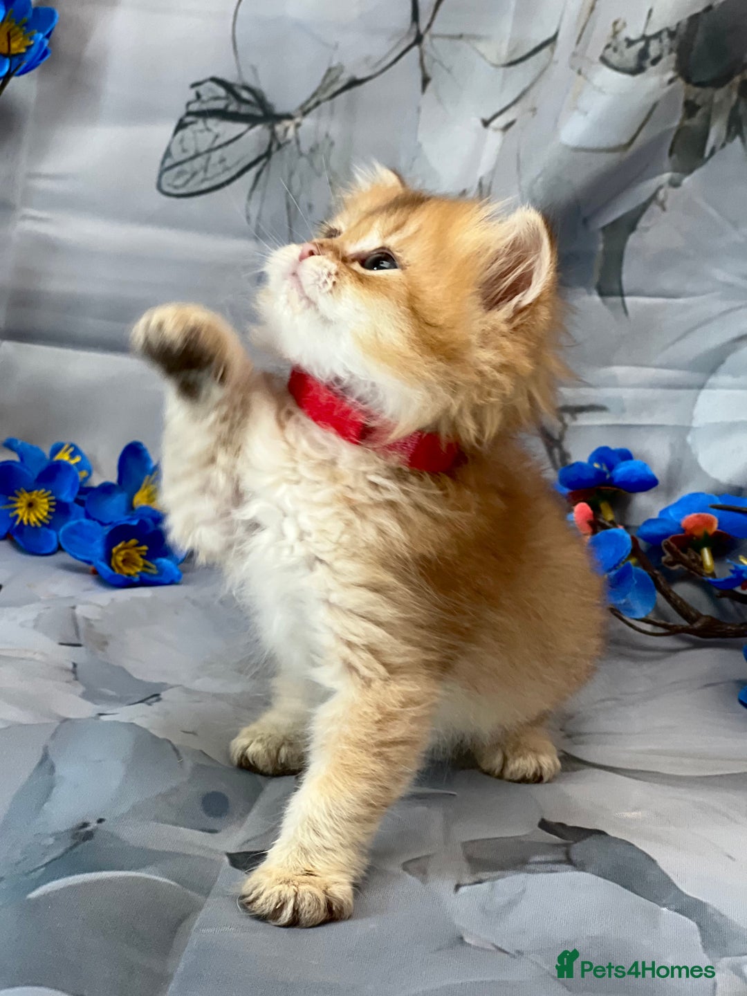 British Shorthair cats for sale: STUNNING TICA BRITISH SHORTHAIR/LONGHAIR KITTENS - Image 12