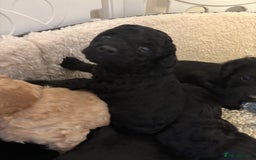 Mixed Breed dogs for sale: Beautiful Girl and Boy Cockadors  - Image 4