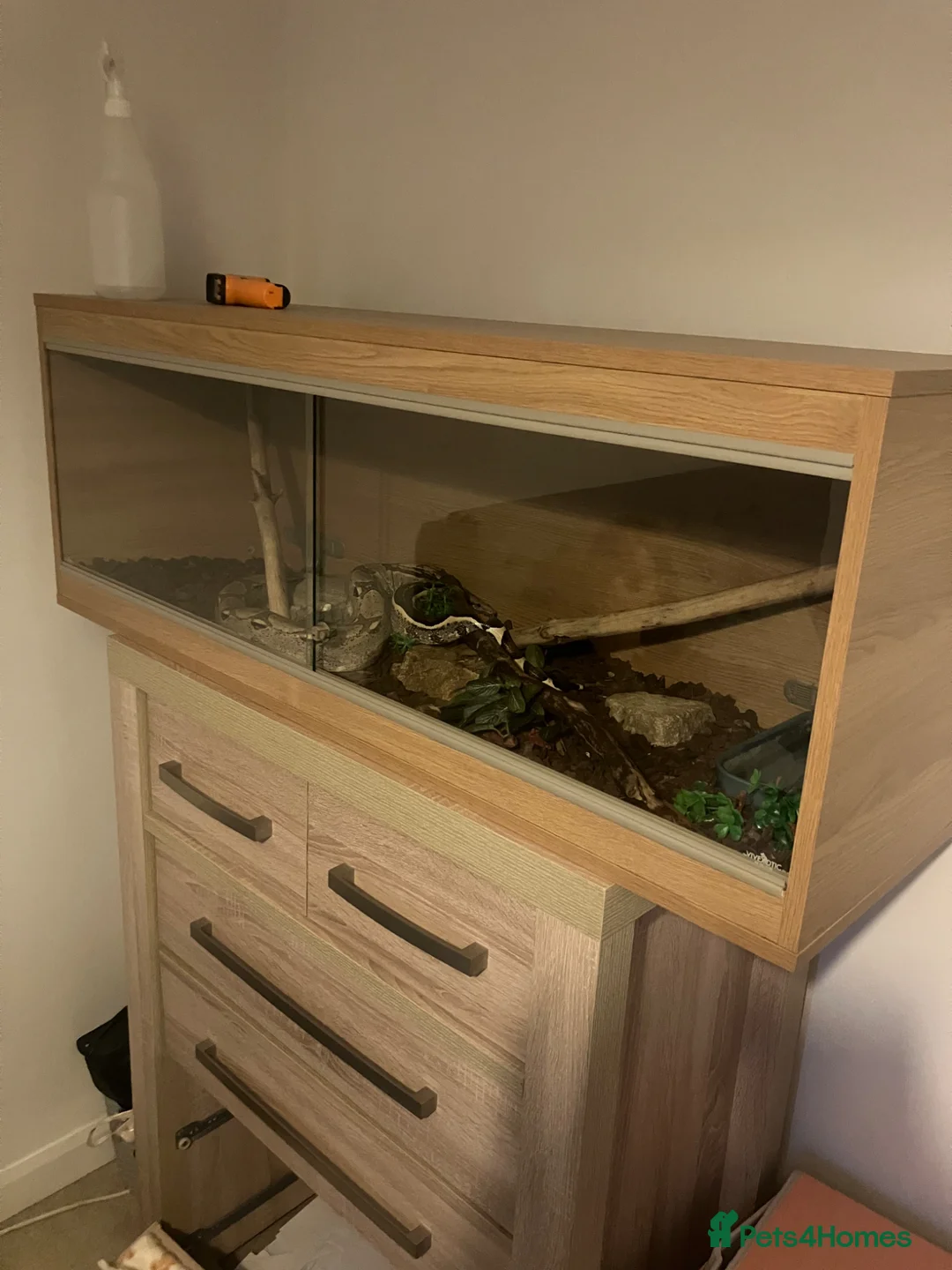 Boa Snake reptiles for sale: Boa constrictor  in Ipswich - Advert 2