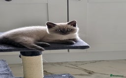 British Shorthair cats for sale: BSH FEMALE KITTEN - Image 10