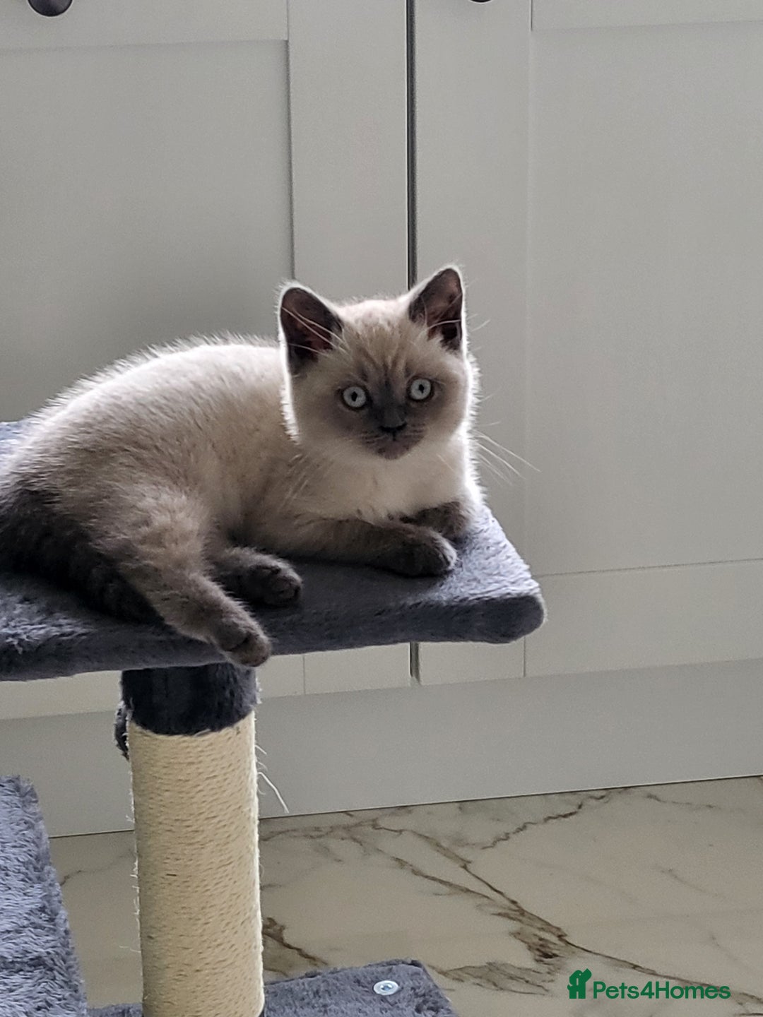 British Shorthair cats for sale: BSH FEMALE KITTEN - Image 10