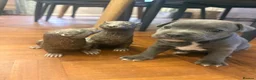 Staffordshire Bull Terrier dogs for sale: Blue & White KC Staffordshire Bull Terrier Puppy - Advert 7