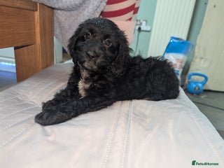 Cockapoo dogs Ready now .F1 Cockapoo's - Advert 15