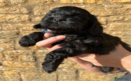 Cavapoo dogs for sale: Cavapoo puppies  - Image 12