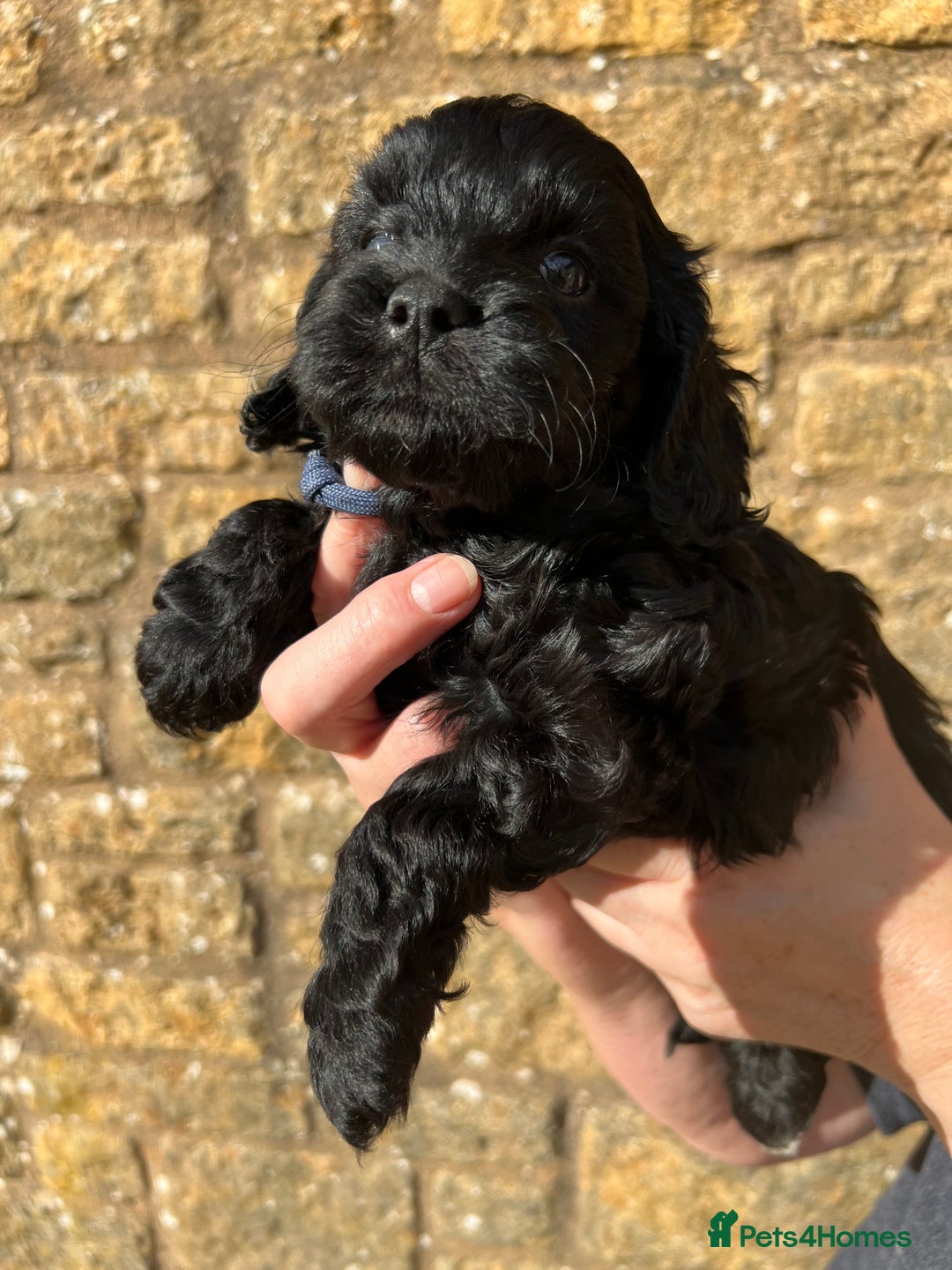 Cavapoo dogs for sale: Cavapoo puppies  - Image 12