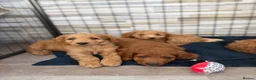Mini Goldendoodle dogs for sale: Beautiful Miniature Goldendoodles Ready Now - Advert 14
