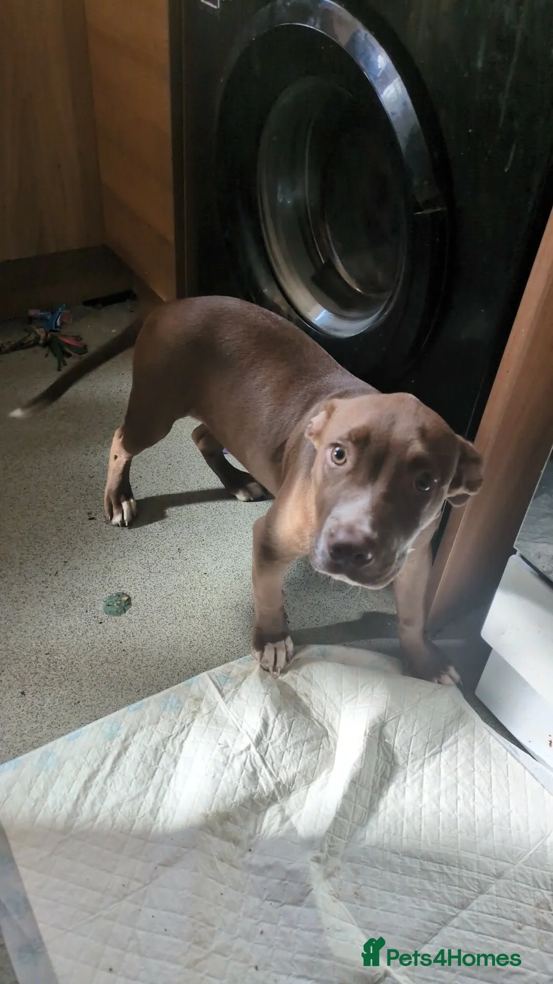 Mixed Breed dogs for sale: Bully x American bulldog pup in Porth - Advert 4