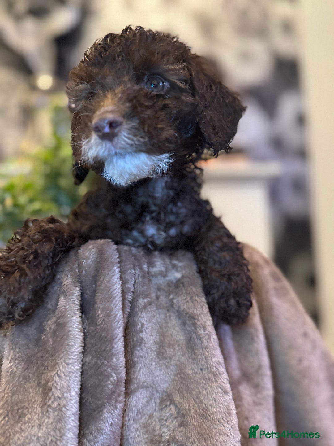 Cockapoo dogs for sale: Miniature Cockapoo Multi Generation  in Darwen - Image 32