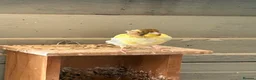 Canaries birds for sale: 3 young canaries for sale - Advert 7