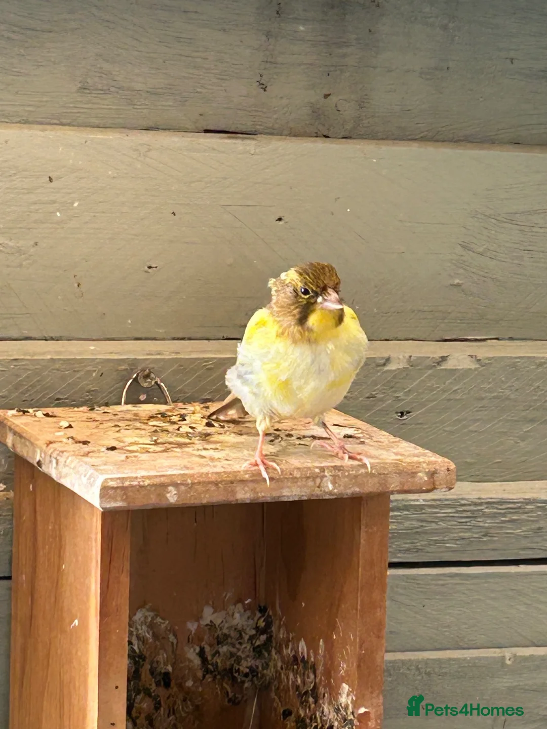 Canaries birds for sale: 3 young canaries for sale - Advert 7