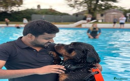 Rottweiler dogs for stud: Rottweiler Dog for Stud - Image 15