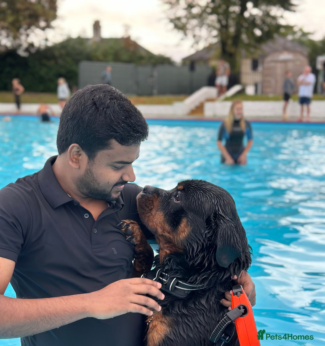 Rottweiler dogs for stud: Rottweiler Dog for Stud - Image 15
