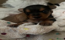 Mixed Breed dogs for sale: Jackawawa puppies 🐾💙1 boy left 💙🐾 - Image 12