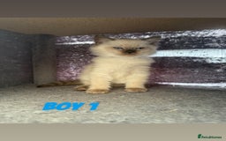 Ragdoll cats for sale: *STUNNING* litter of ragdolls  - Image 13