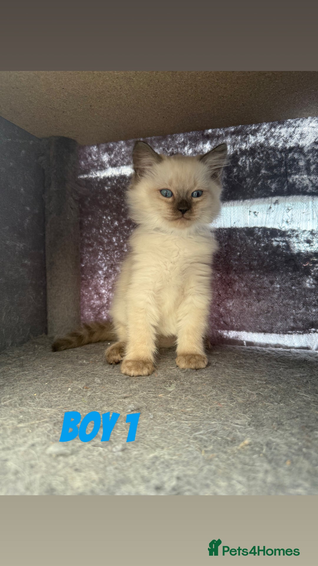 Ragdoll cats for sale: *STUNNING* litter of ragdolls  - Image 13