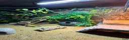 Leopard Gecko reptiles for sale: Leopard gecko and full set up  in Leicester - Advert 7